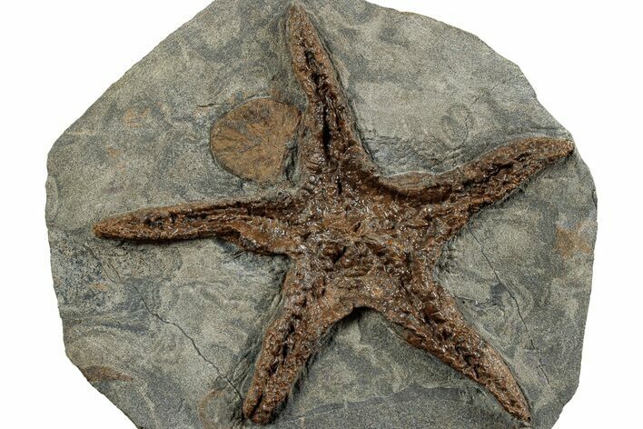 Upper Ordovician Fossil Starfish - Morocco #232962